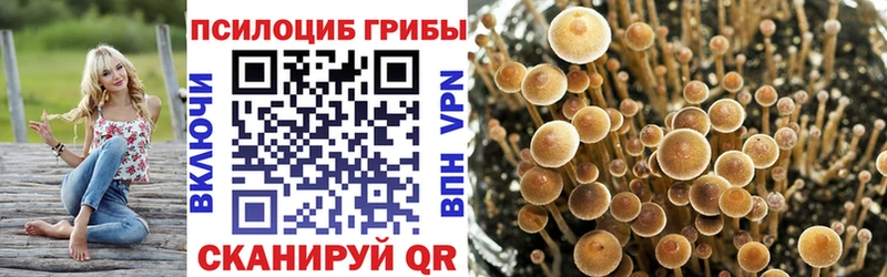 купить наркоту  Магнитогорск  Галлюциногенные грибы Psilocybe 